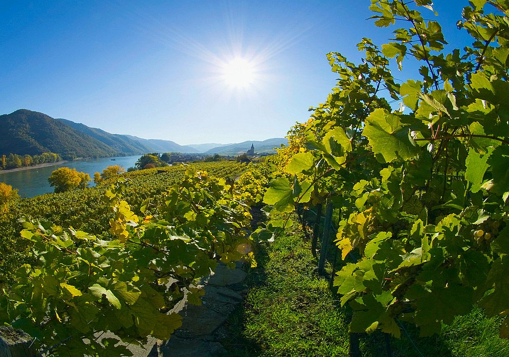 Weißenkirchen in der Wachau (Foto: Alexander Pfeffel - photography.pfeffel.at)