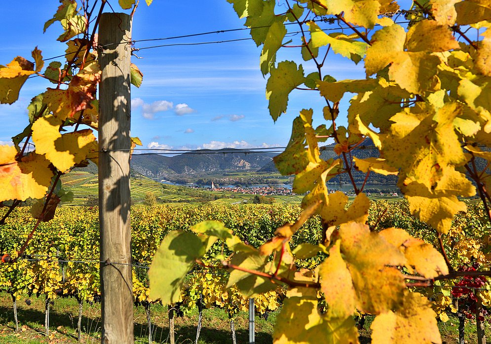 vineyard (photo: Martin Hesz)