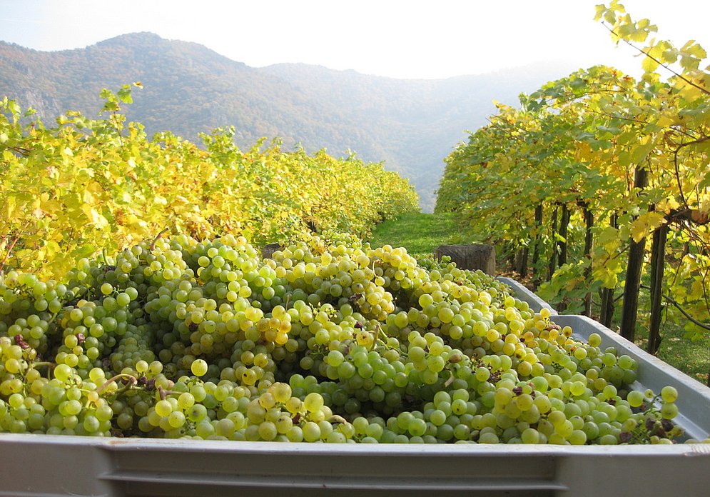 Weinernte (Foto: Angelika Mang)