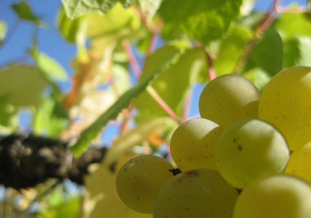 grapes (photo: Elisabeth Mandl)