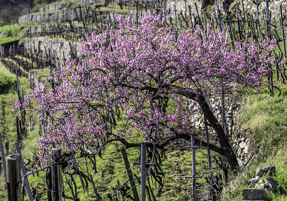 almond blossoms (photo: Alexander Pfeffel - photography.pfeffel.at)