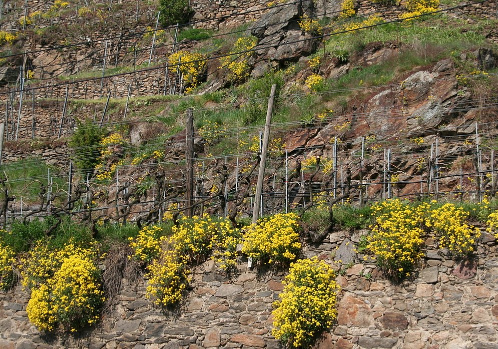 stone terraces with Wachauer Edelweiss (photo: Elisabeth Mandl)