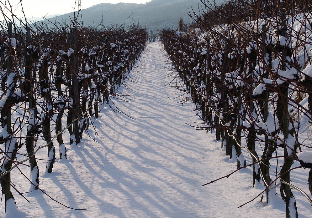 Weingarten im Winter (Foto: Harald Hörzinger)