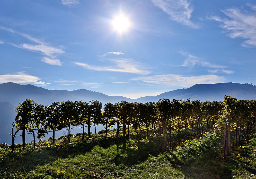 vineyard (photo: Martin Hesz)