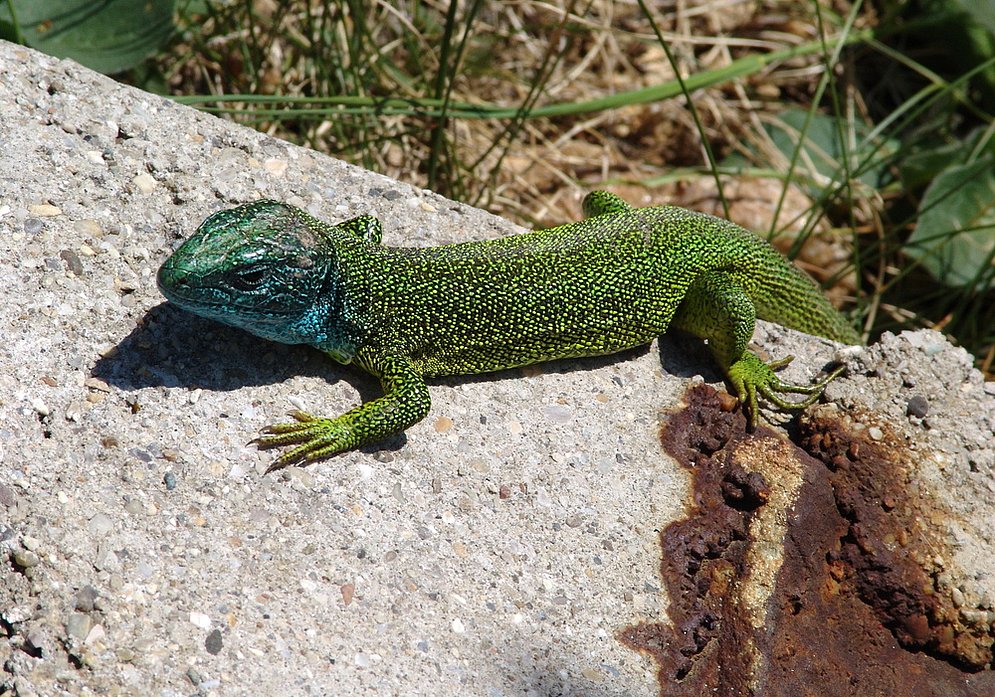 green lizard (photo: Harald Hörzinger)